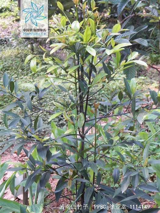  p>岭南山竹子(学名: i>garcinia oblongifolia /i> champ. ex benth.