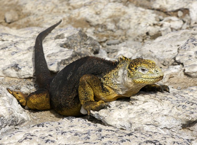  p>加拉帕戈斯陆鬣蜥(学名: i>conolophus subcristatus /i>):体重达