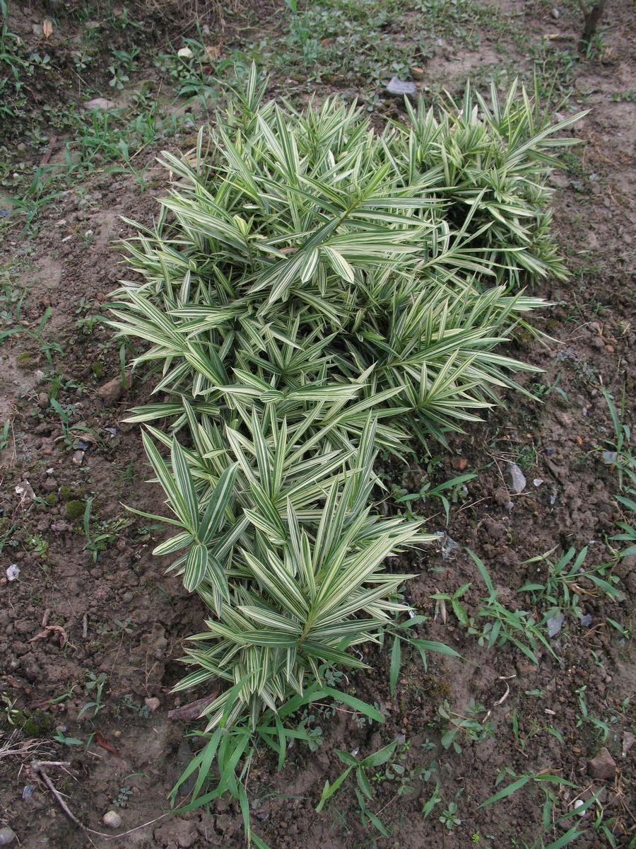  p>赤竹(学名: i>sasa longiligulata  /i>mcclure)是灌木状或低矮 a