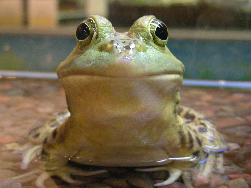  p>牛蛙( i>rana catesbiana  /i>shaw)属于 a target="_blank" href=