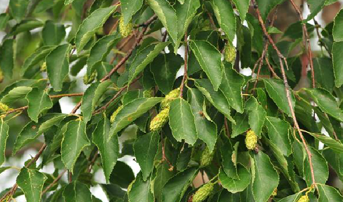 是桦木科桦木属植物,乔木,高可达30余米.