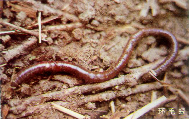 蚯蚓