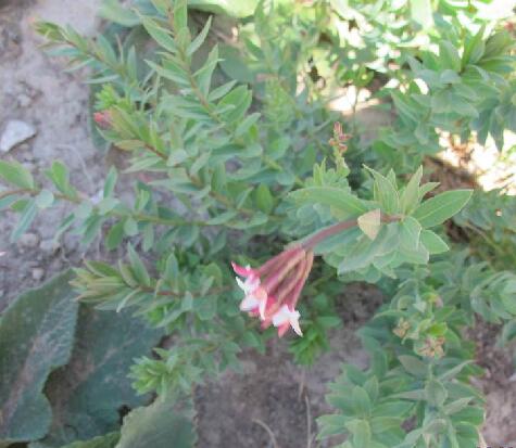  p>天山假狼毒(学名: i>stelleropsis tianschanica /i> pobed.