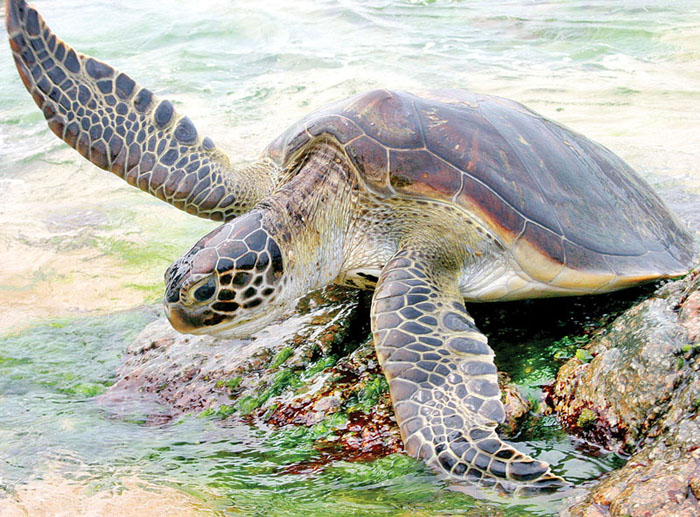 海龟