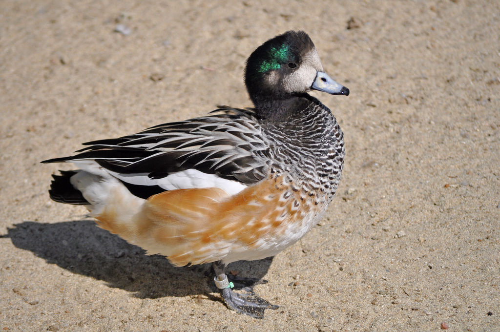  p>黑白斑胸鸭(学名:anas sibilatrix)属鸭科鸭