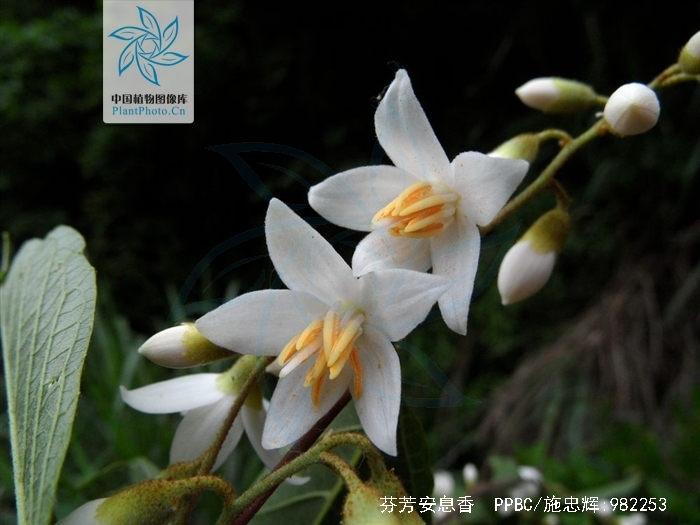  p>芬芳安息香(学名:styrax odoratissimus champ.