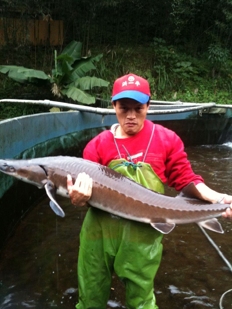 data-lemmaid="3187656">欧洲鳇 /a>), b>寿命极长,最长能达100多年