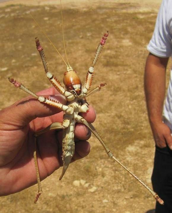  p data-id="gnwipbx5ac">saga ephippigera,欧洲大陆巨型肉食性螽斯.