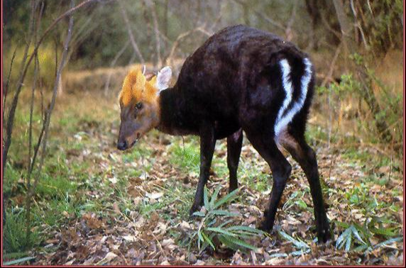 (学名: i>muntiacus crinifrons /i>),别称乌金麂,蓬头麂,红头麂,麂子