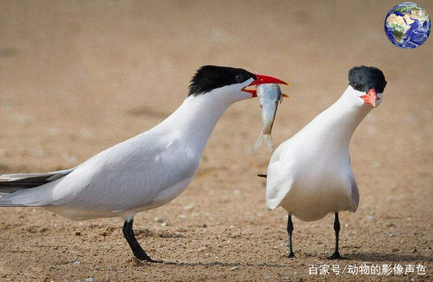 红嘴巨鸥_百度百科