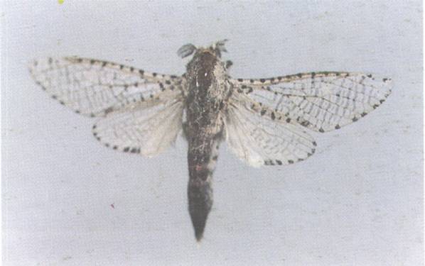  p>咖啡木蠹蛾, i>zeuzera coffeae  /i>niether,鳞翅目 a href="#">