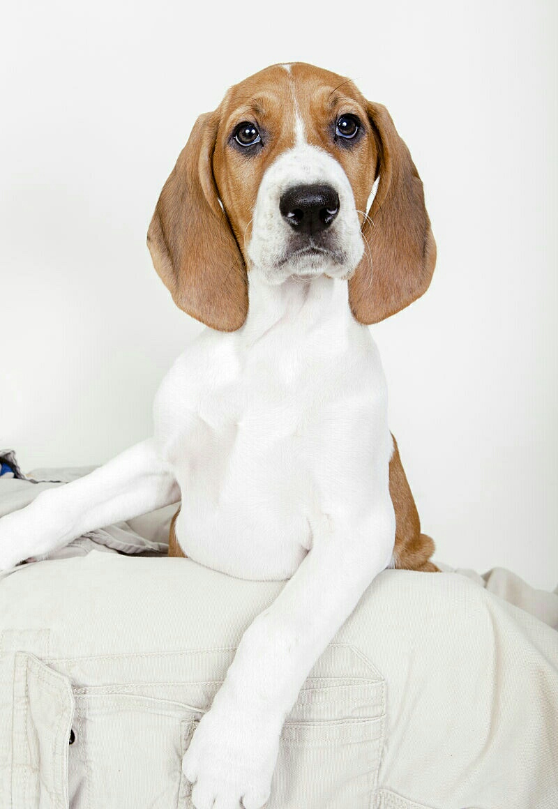 树丛浣熊猎犬