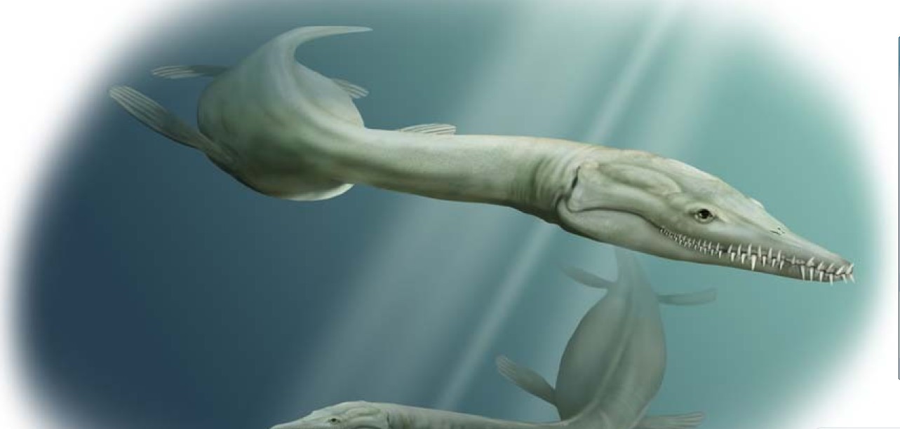  p>薄片龙是晚期 a href="#" data-lemmaid="7554264">蛇颈龙类 /a>的