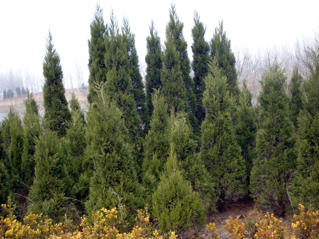 强,耐修剪,宜造型,具较强的观赏价值,是园林绿化,美化环境的首选树种