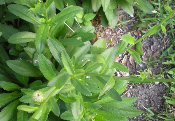  p>矮滨菊(学名: i>leucanthemum vulgare /i> cv " i>short