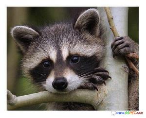  p>獭狸猫(cynogalebennettii),又名 a href="#" data-lemmaid="