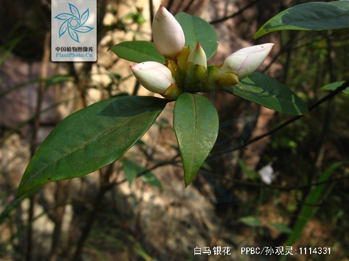 p>白马银花(学名: i>rhododendron hongkongense /i> hutch.