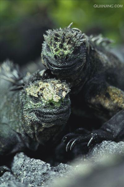  p>海鬣蜥(学名: i>amblyrhynchus cristatus /i>):是仅出没在 a href