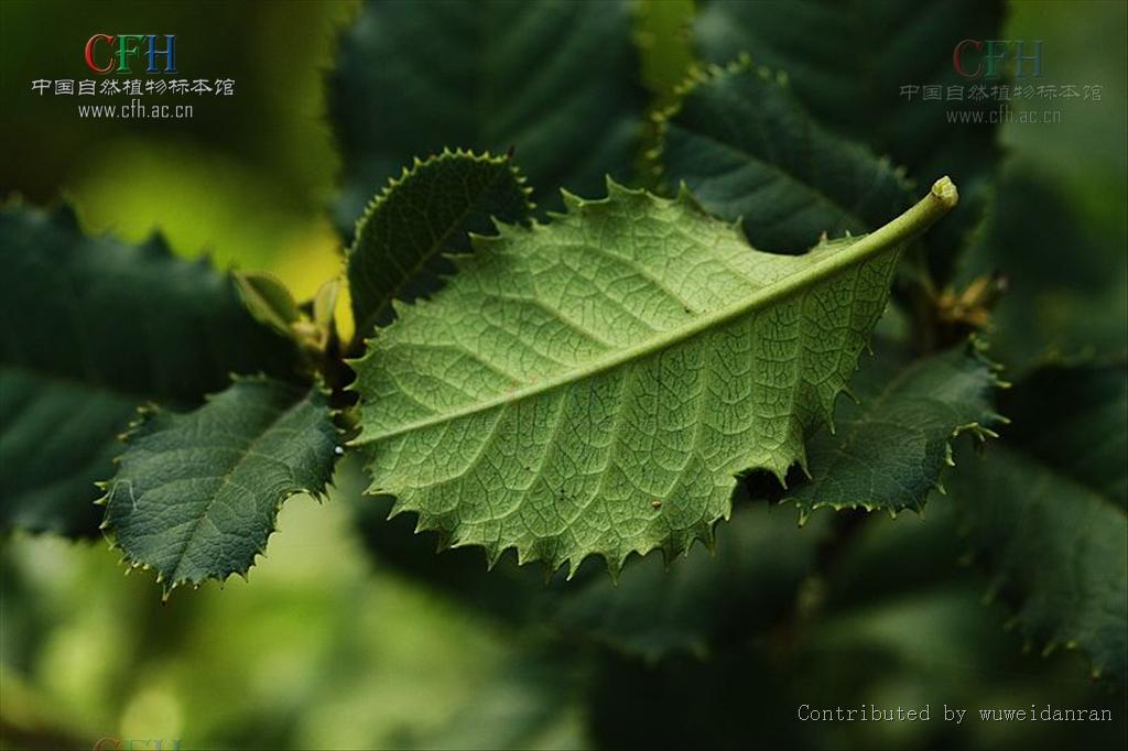  p>刺叶石楠(学名: i>photinia prionophylla /i> (franch.) c. k.