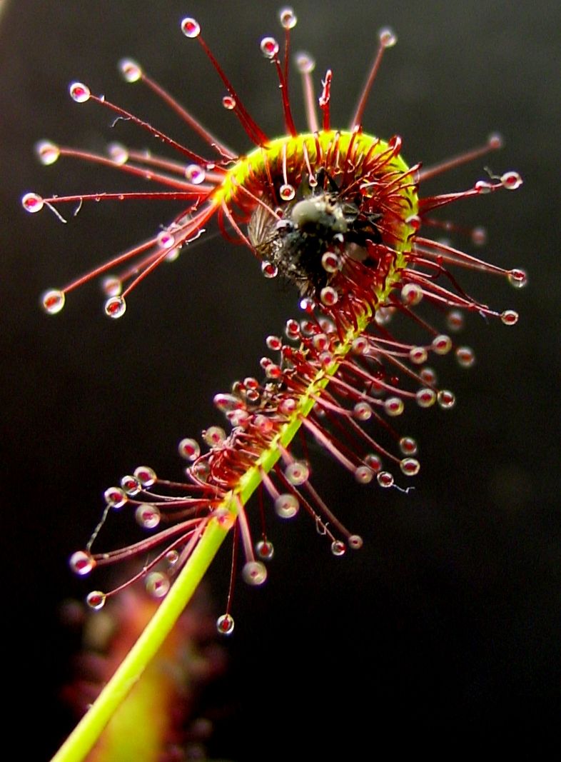  p>茅膏菜属(学名: i>drosera  /i>linn), a target="_blank" href="