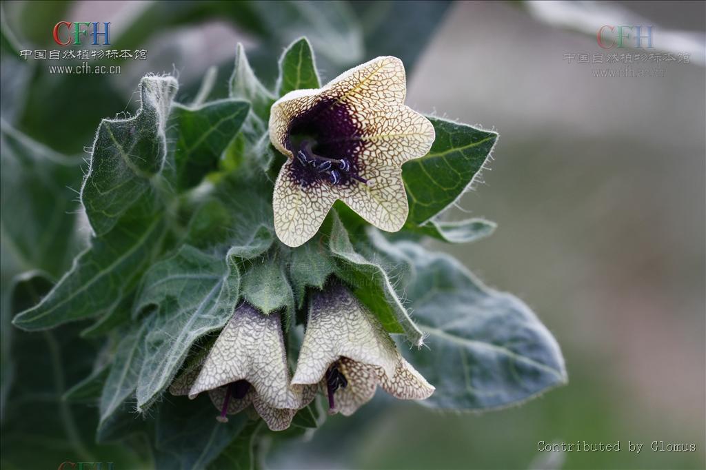  p> a target="_blank" href="/item/唐古特莨菪">唐古特莨菪 /a>