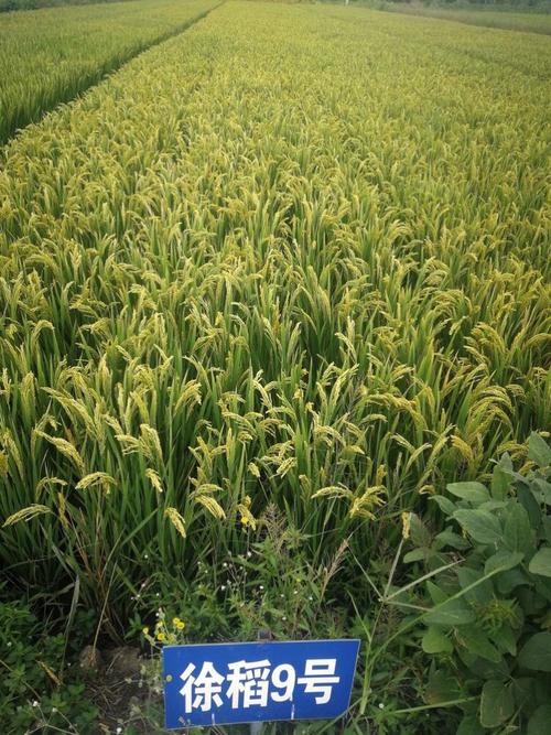 id="1656465">江苏徐淮地区徐州农业科学研究所 /a>中心用品种"40073