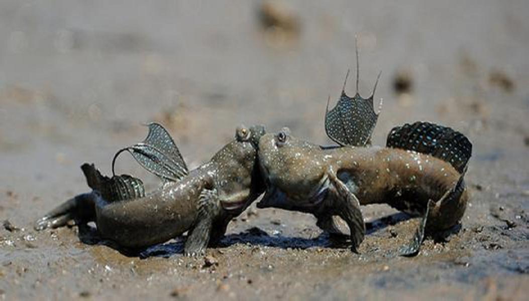  p>弹涂鱼(学名: i>periophthalmus cantonensis /i>)是虾虎鱼科 sup