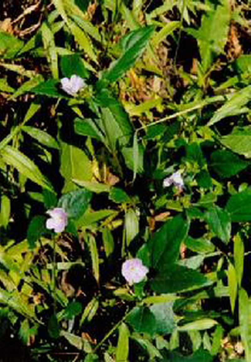 pteracanthus versicolor