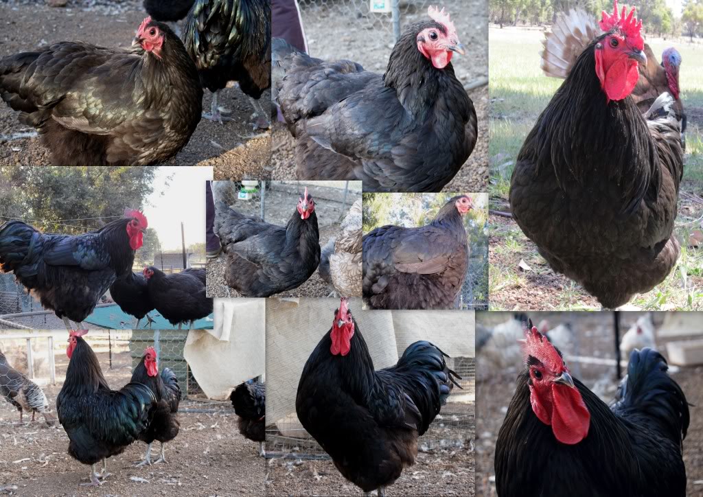 澳洲黑鸡