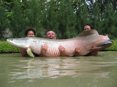  p>巨骨舌鱼(学名: i>arapaima gigas /i>):是辐鳍鱼纲,骨舌鱼目,巨骨