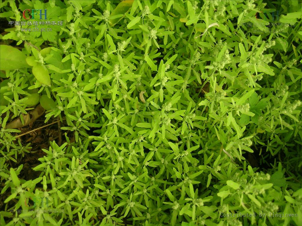  p>小藜,是 a href="#" data-lemmaid="269695