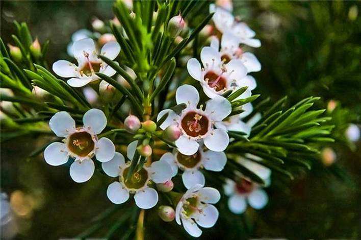 杰拉尔顿腊花