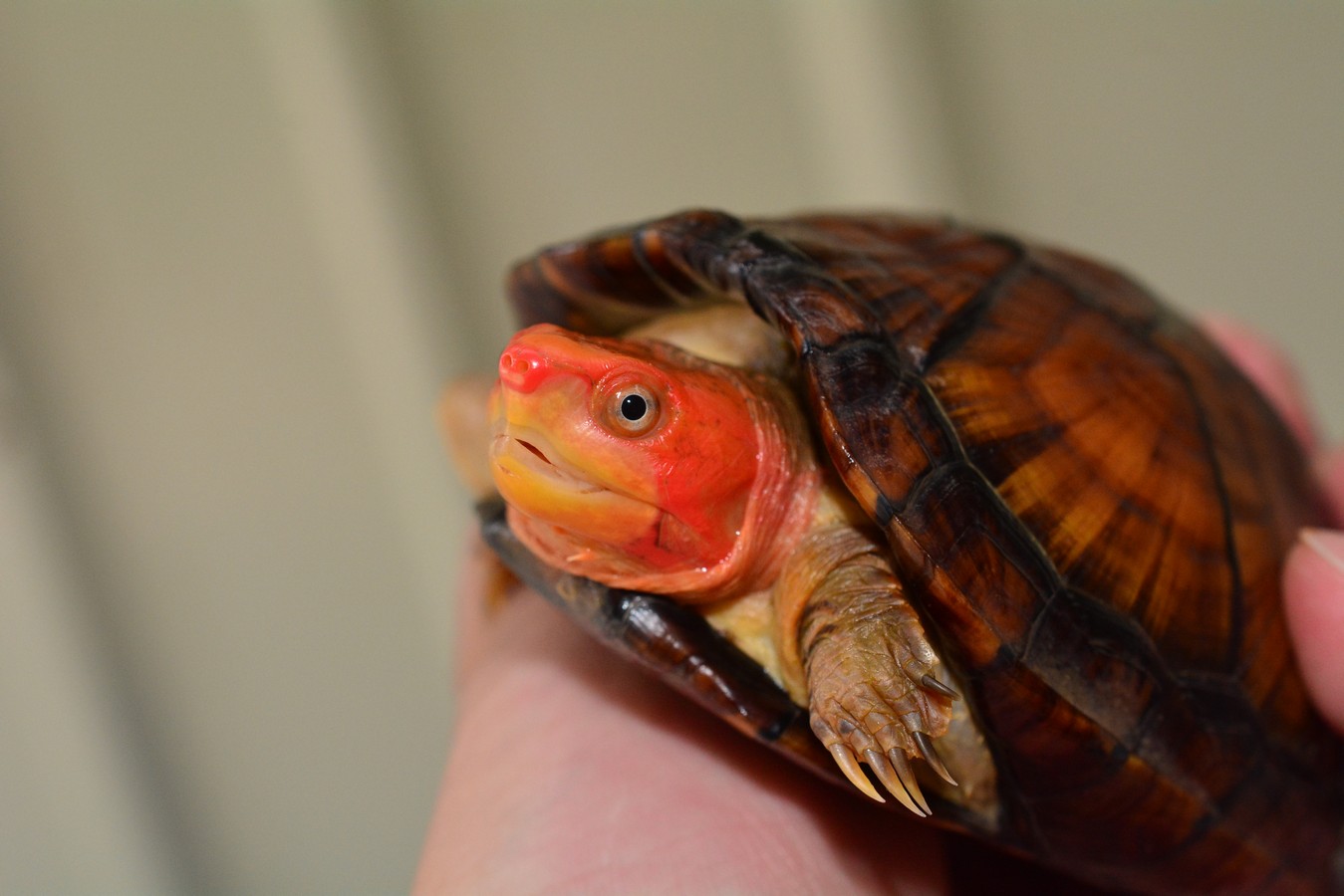  p>红面蛋龟(kinosternon scorpioides cruentatum),又称红面泥龟