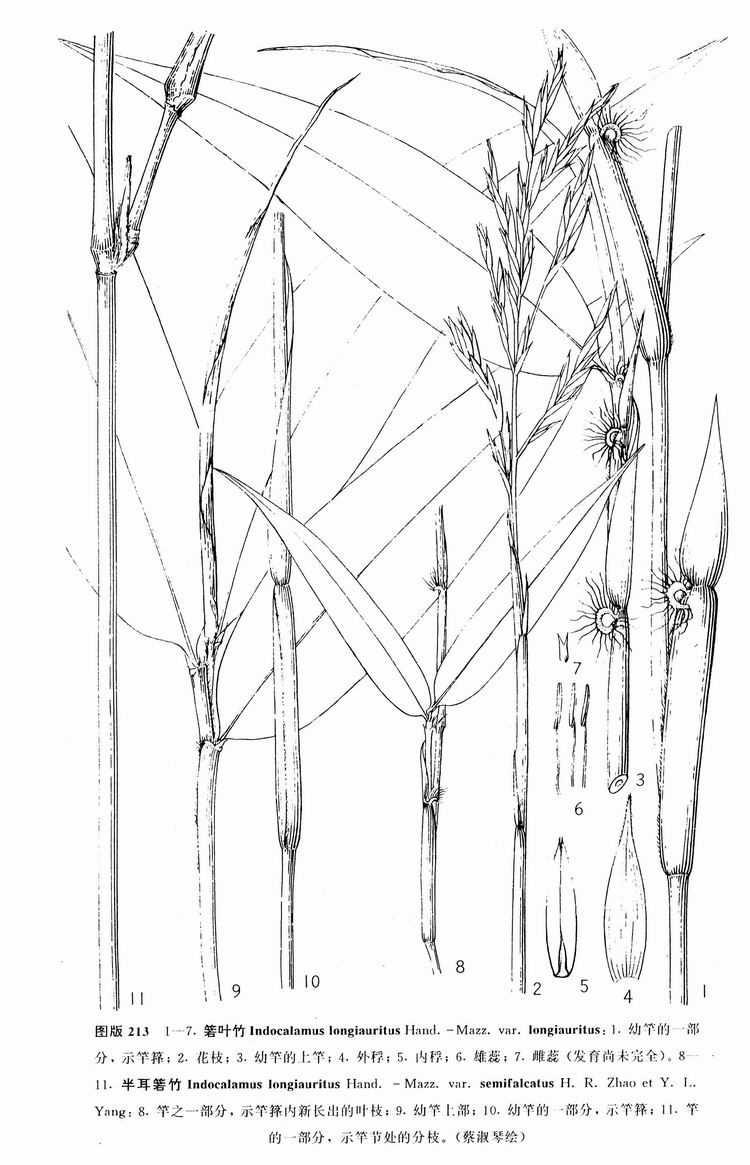 talassia transiliensis (herd.) korov.
