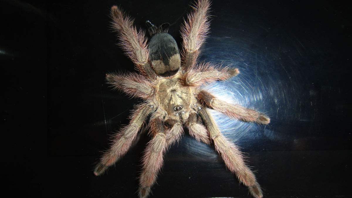 黄金/巴拿马金毛是一种 a target="_blank" href="/item/蜘蛛/6152"