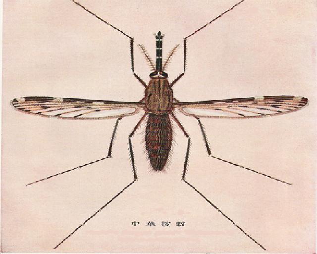 中华按蚊