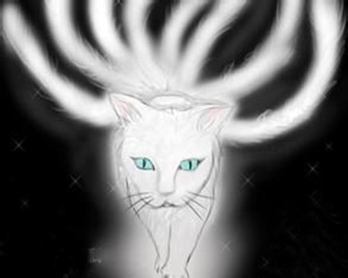八尾猫