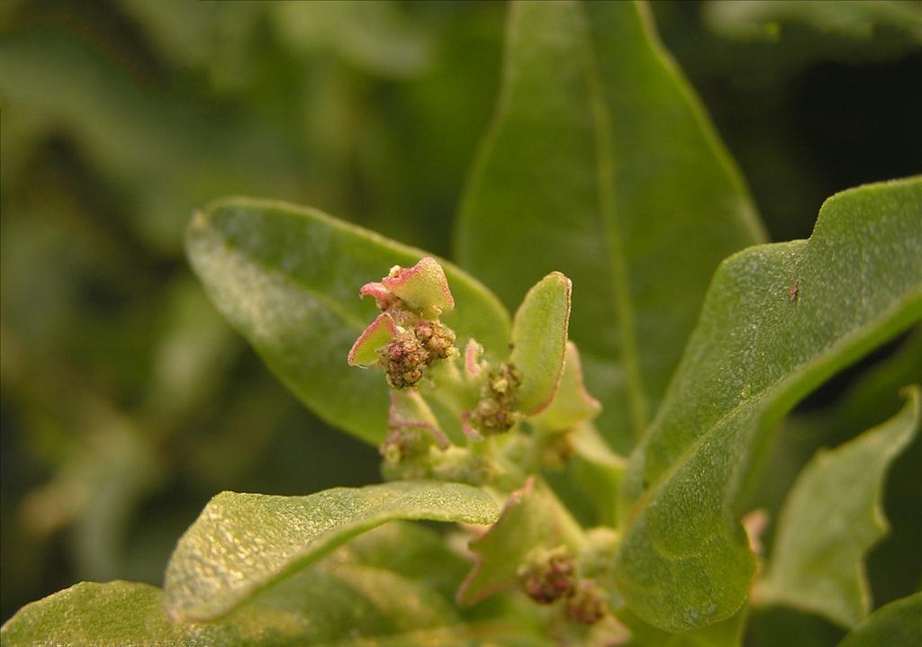  p>西伯利亚滨藜(学名: i>atriplex sibirica /i> l.