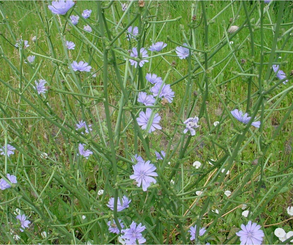 菊苣
