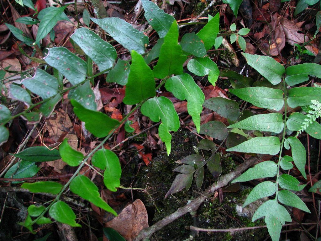  p>贯众属(学名:cyrtomium presl)是鳞毛蕨科下一个属,贯众属约50种