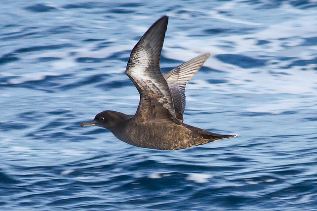 sooty shearwater