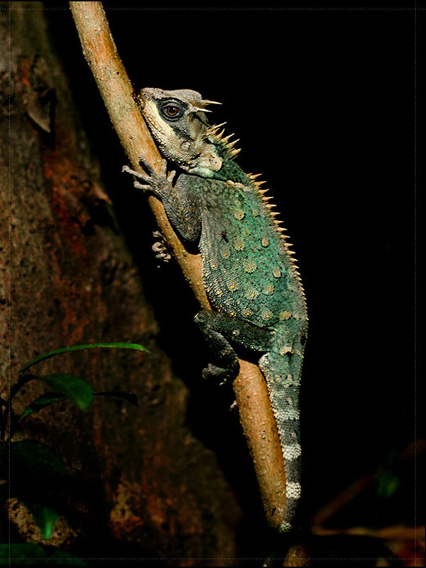  p>长棘蜥( i>acanthosaura armata /i>&nbsp;hardwicke and gray