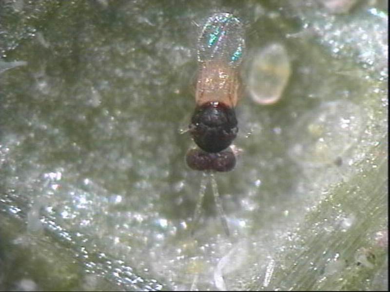  p>丽蚜小蜂是膜翅目 a href="#">蚜小蜂科 /a>恩蚜小蜂属的一种昆虫.