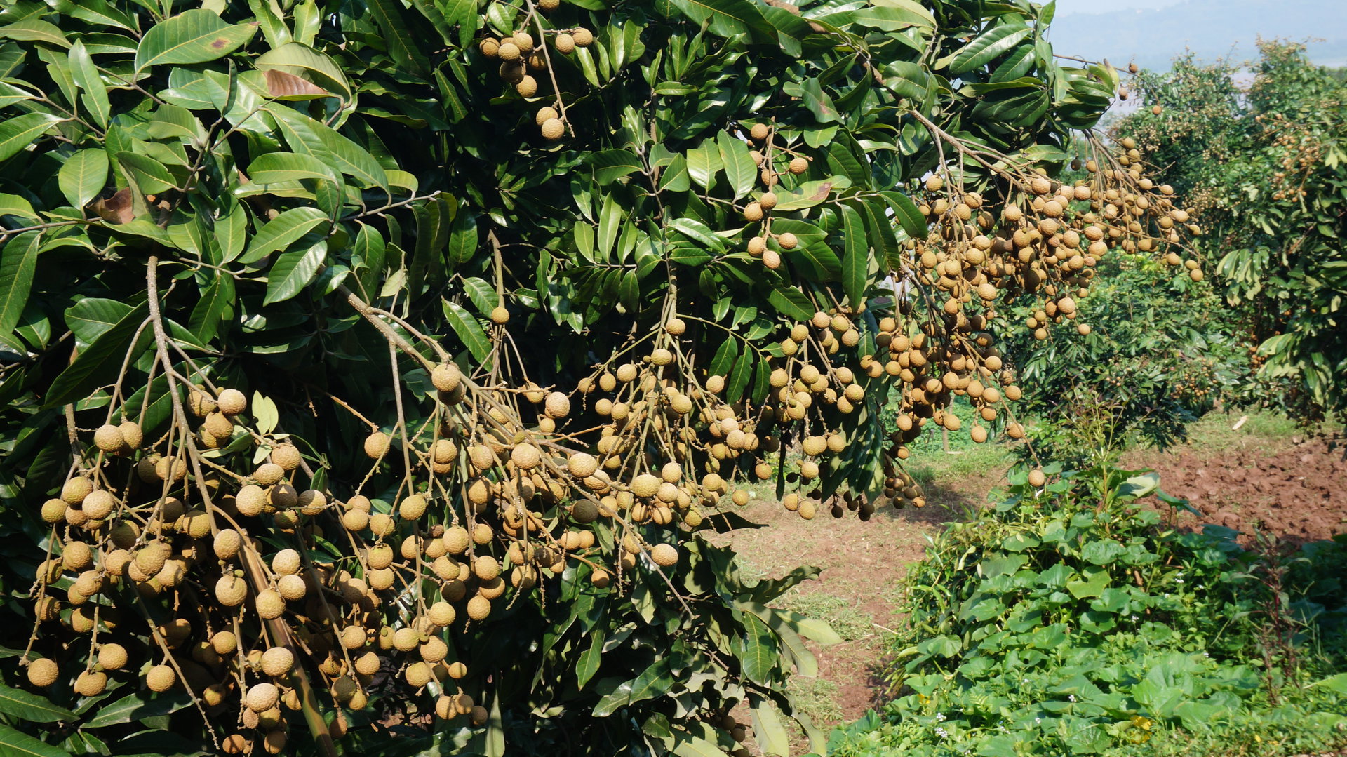  p>张坝桂圆,四川省 a target="_blank" href="/item/泸州市/2930134"