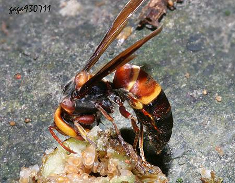  p>拟黄芦蜂( i>ceratina ceratinidia hieroglyphica&nbsp; /i>