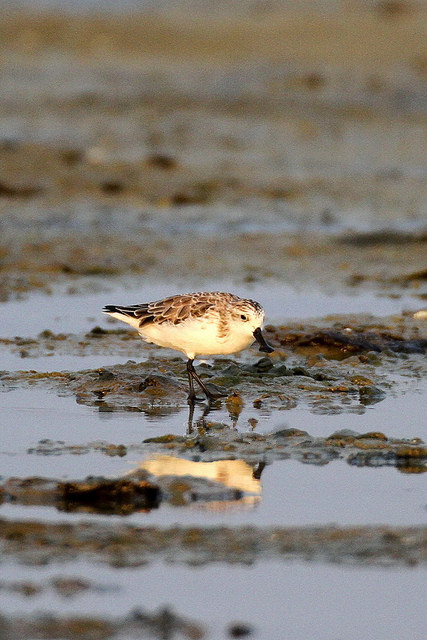  p>勺嘴鹬(学名: i>eurynorhynchus pygmeus /i>)是鹬科勺嘴鹬属鸟类