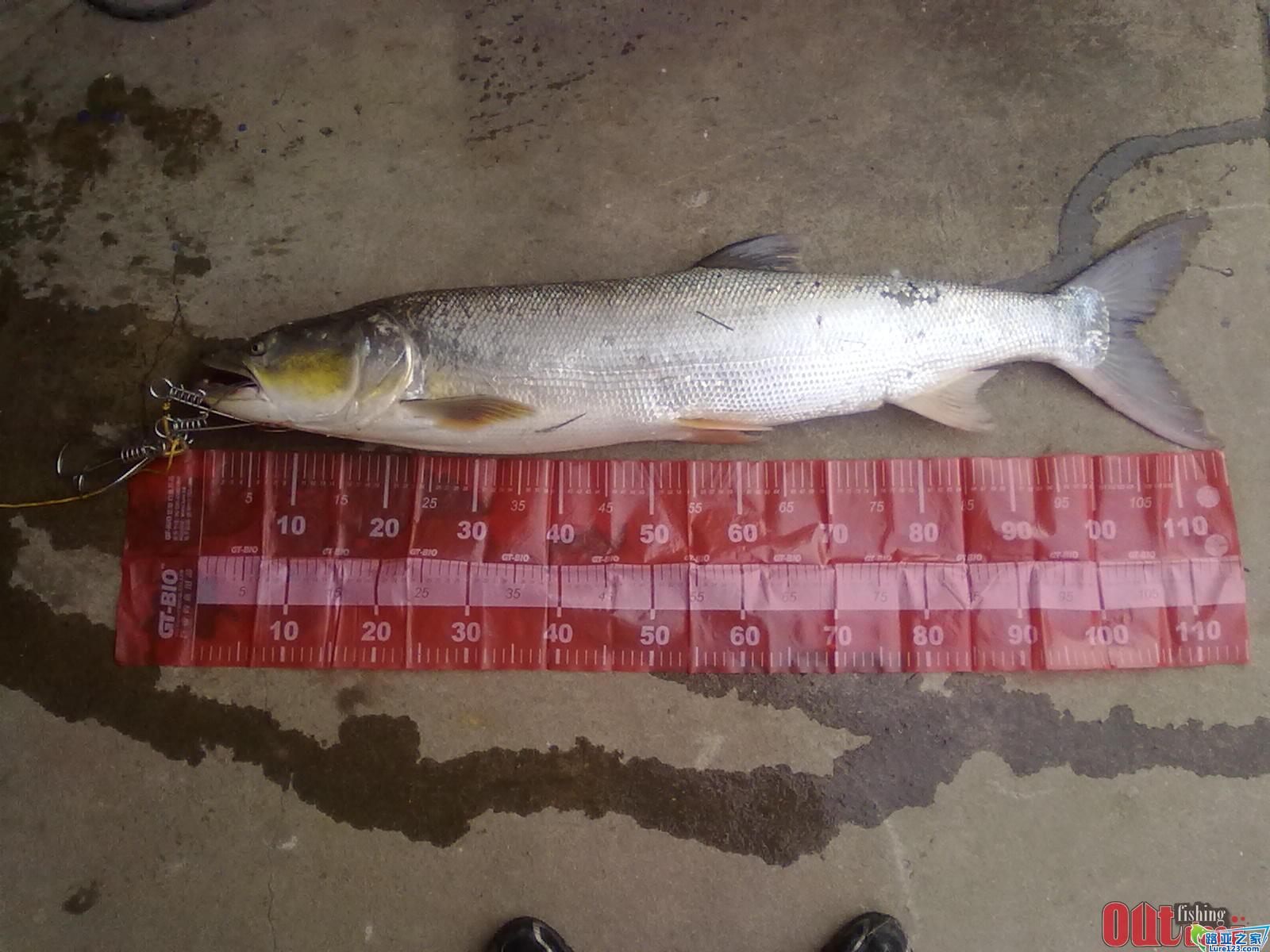 鳡鱼怎么读 全网资源