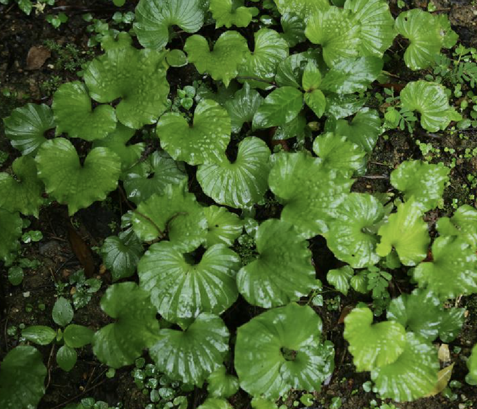  p>毛唇芋兰(学名: i>nervilia fordii /i> (hance) schltr.