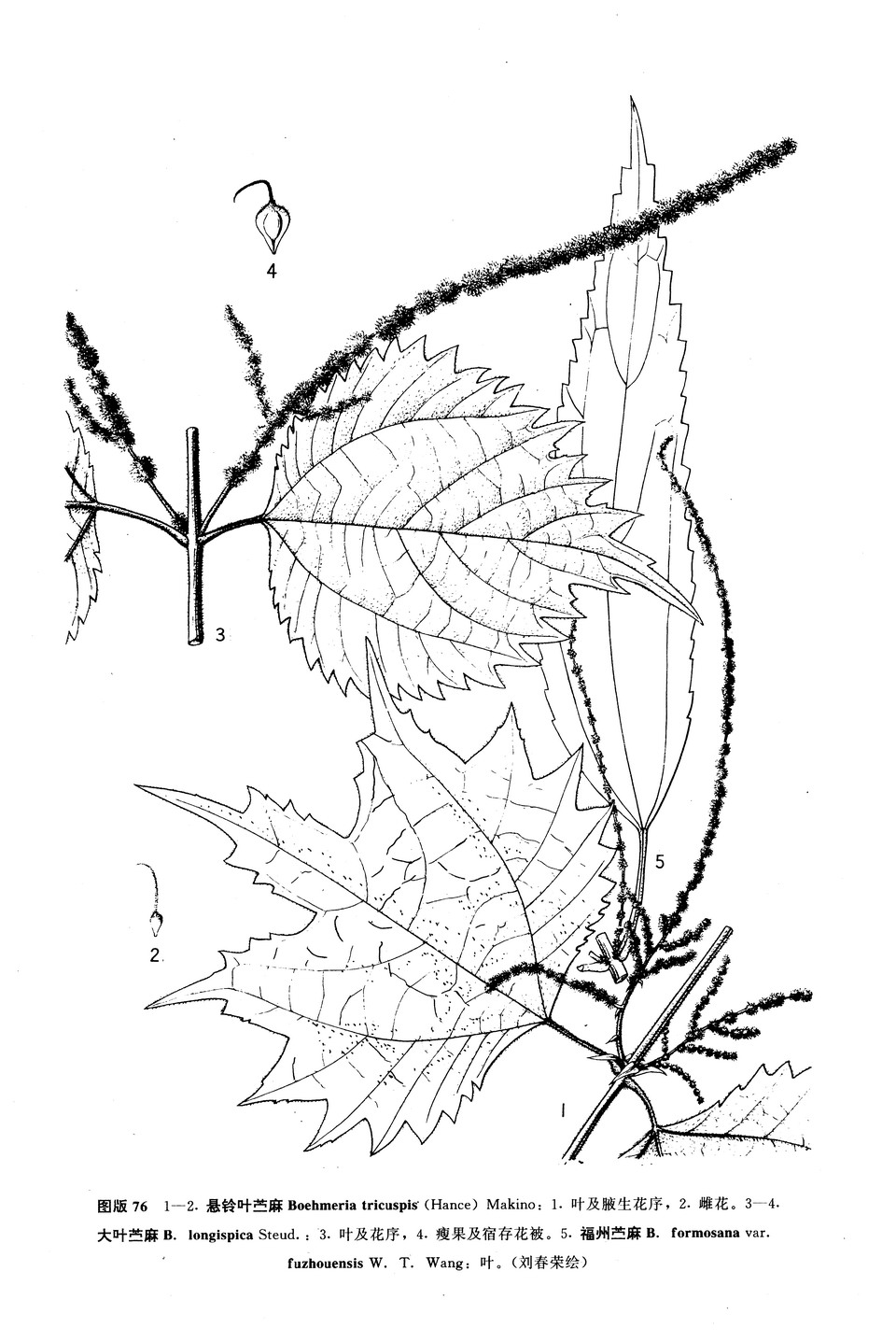  p>悬铃叶苎麻(学名: i>boehmeria tricuspis /i> (hance) makino)是 