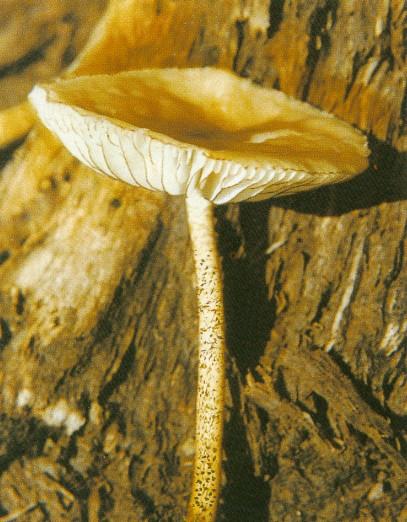 oudemansiella brunneomarginata l. vassilieva